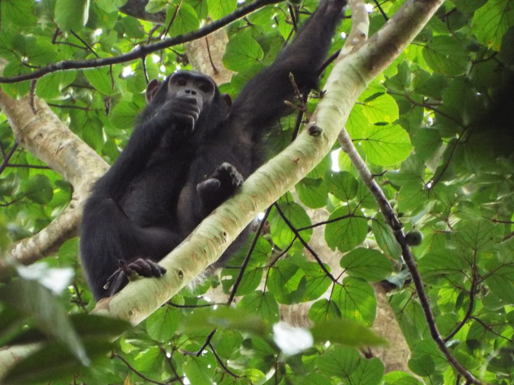 Uganda chimpanzee Kibale