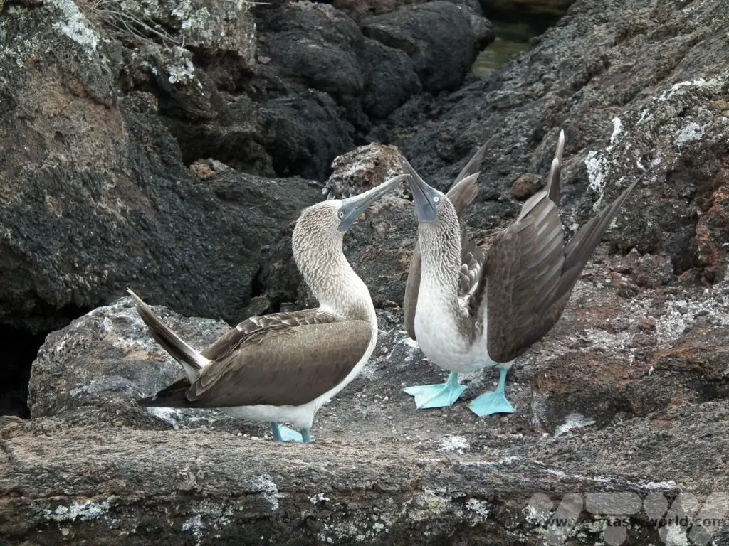 Galapagos boobies
