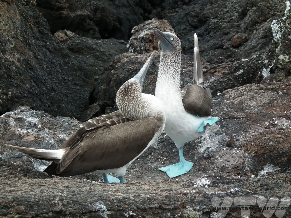 Galapagos boobies