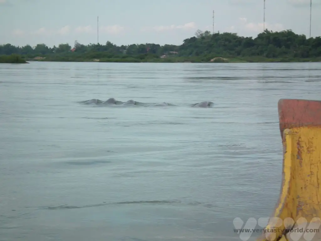irawaddy dolphins