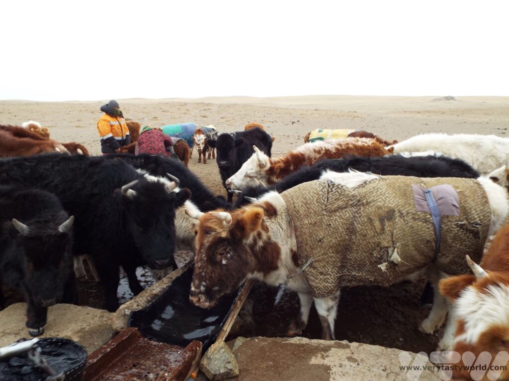 Cows waiting for water at the well in the Gobi Desert in Mongolia