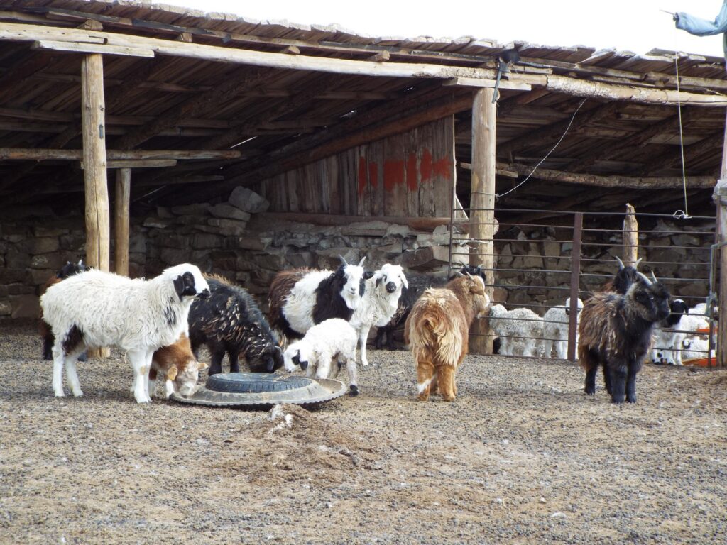 sheep and goat pens at nomad camp