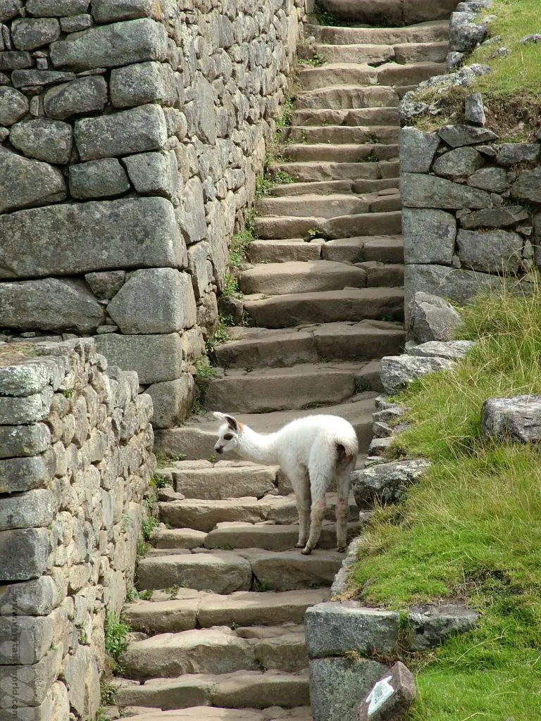 Machu Picchu alpaca