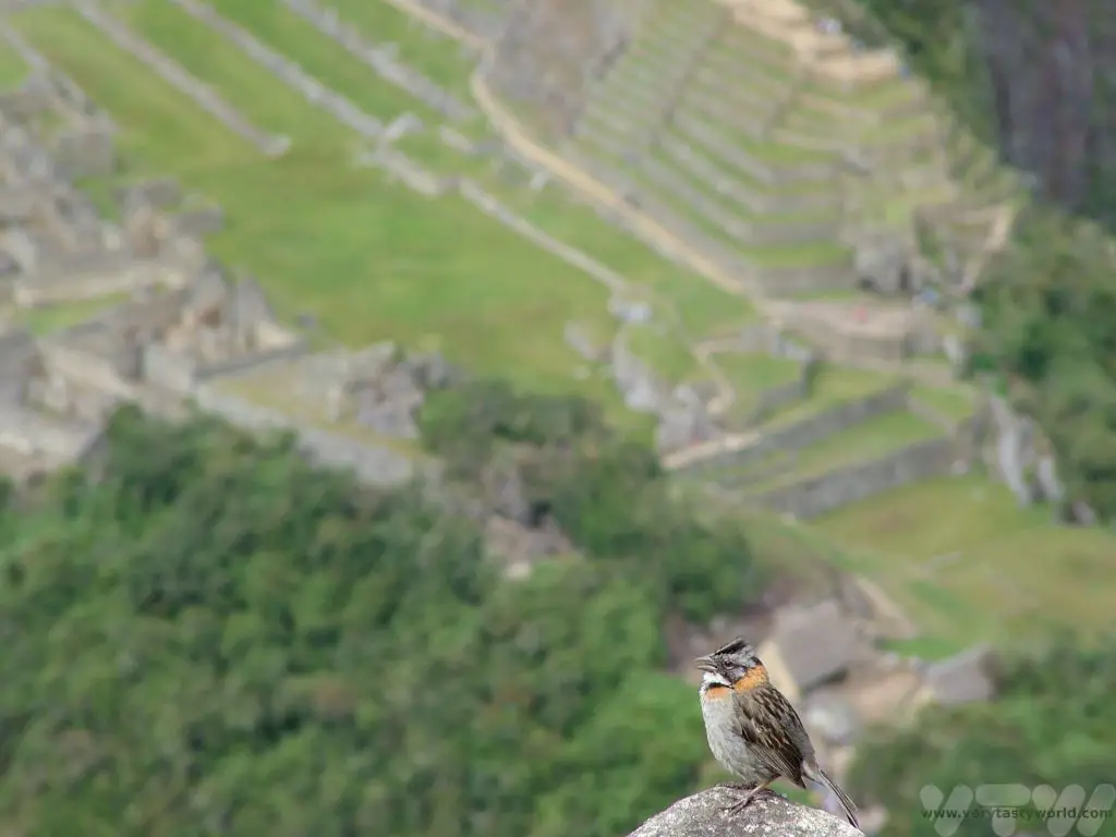Huayna Picchu view of Machu Picchu sparrow