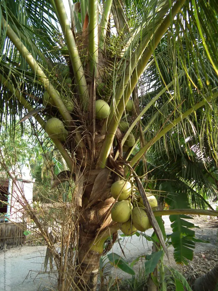 coconut in Mekong Delta