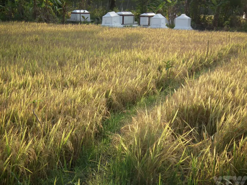 rice field

