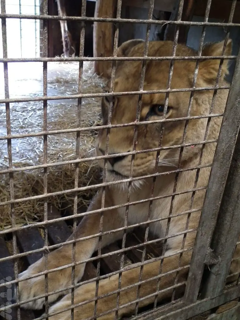 Dartmoor zoo lion