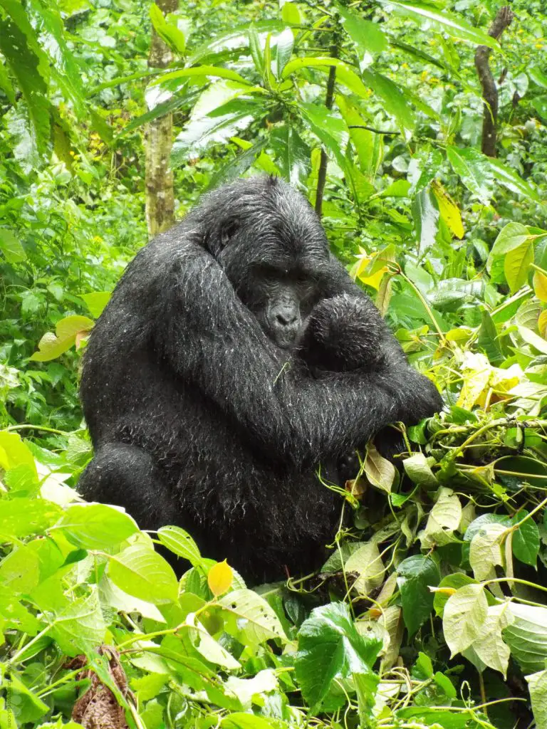 1 day Gorilla Trekking uganda