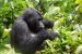 gorilla Bwindi