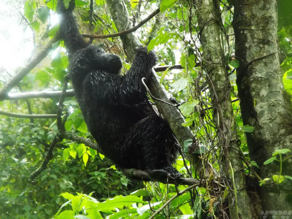 1 day Gorilla Trekking uganda