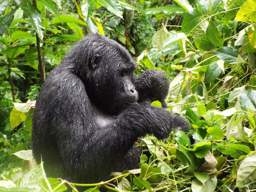gorilla Bwindi