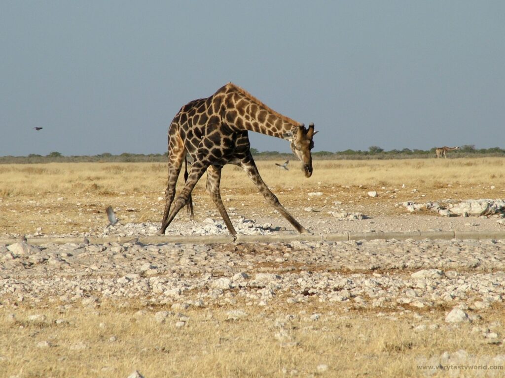 Etosha National Park Namibia - giraffe bending down to drink at a a waterhole