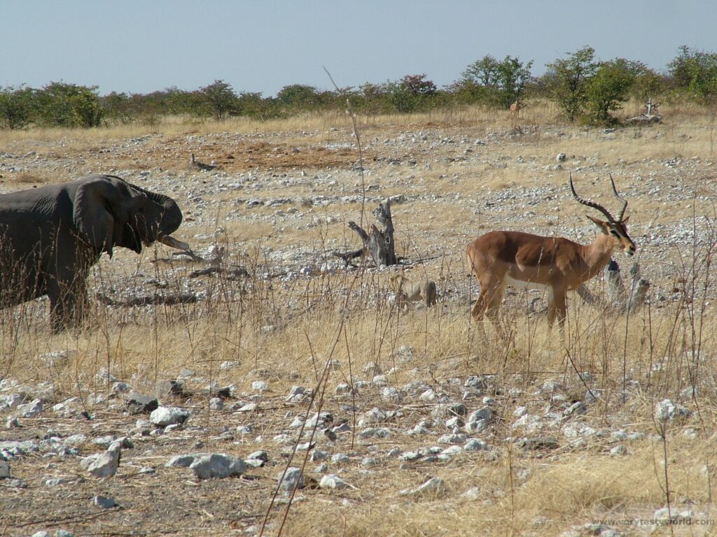 Etosha National Park Namibia - an elephant, a lion and an impala