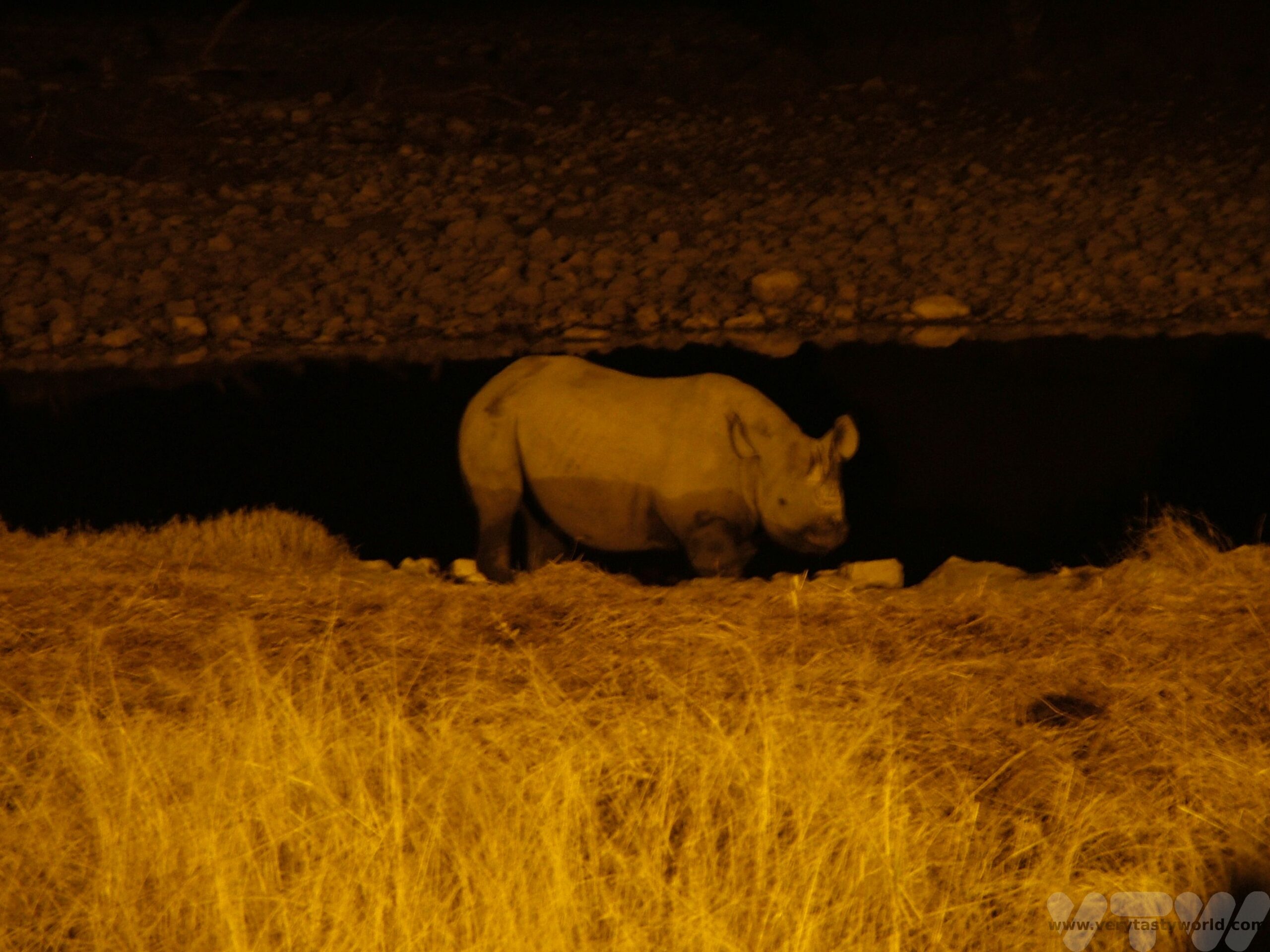 rhino at the watering hole at night at Etosha