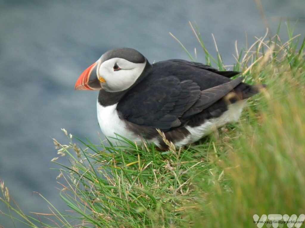Puffin at Gjógv