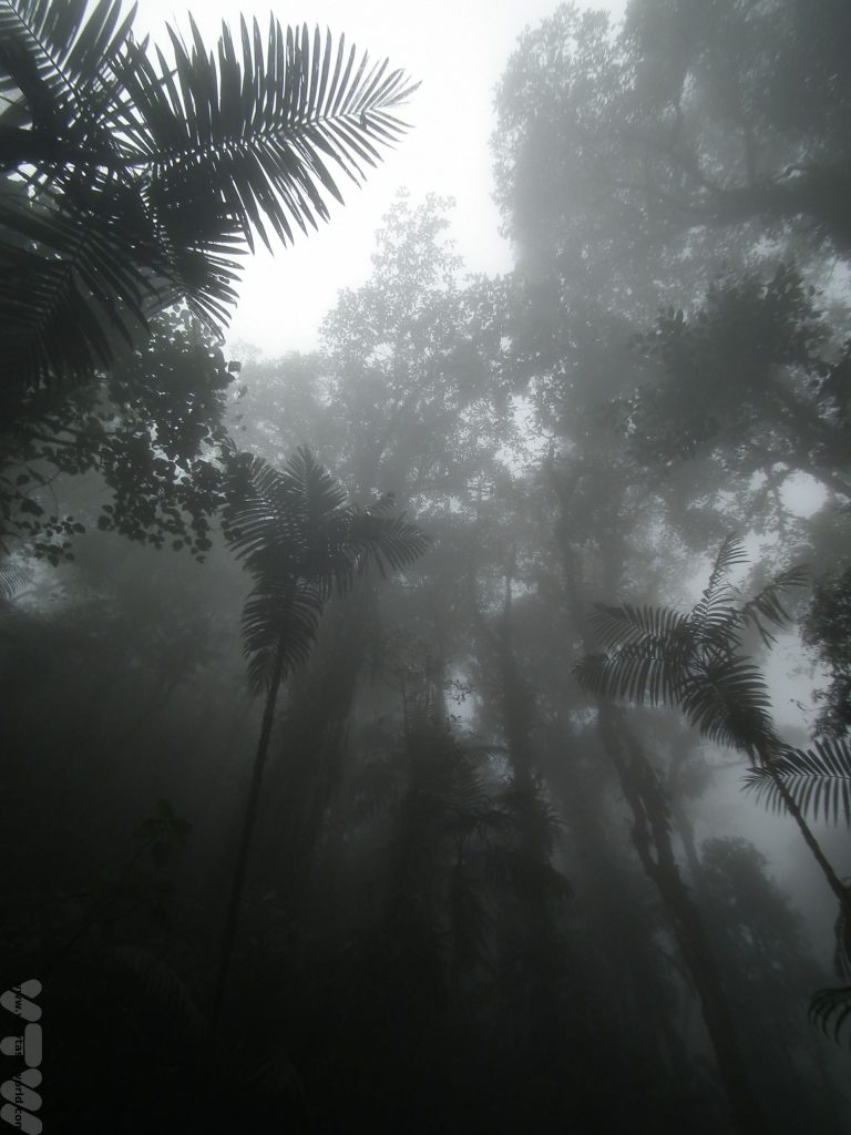 Bellavista Cloud Forest