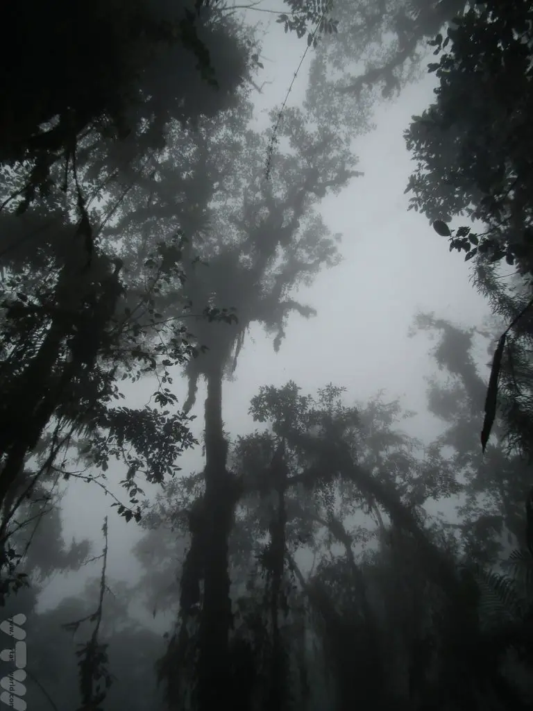 Bellavista Cloud Forest