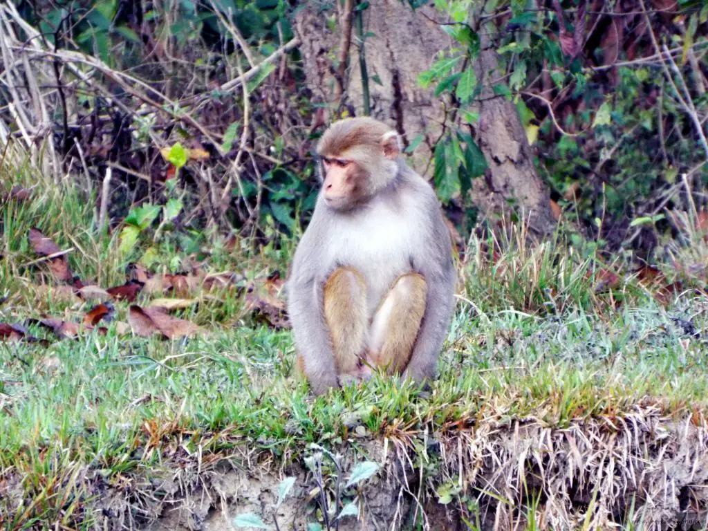 Chitwan National Park monkey