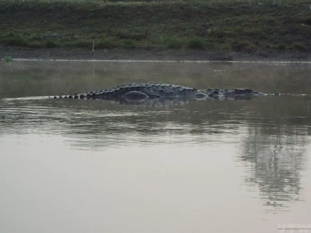 Chitwan National Park river crocodile