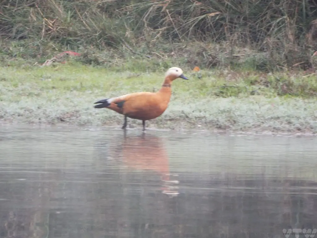 Chitwan National Park duck
