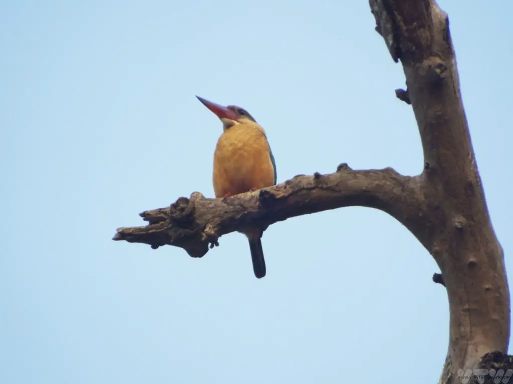 Chitwan National Park kingfisher
