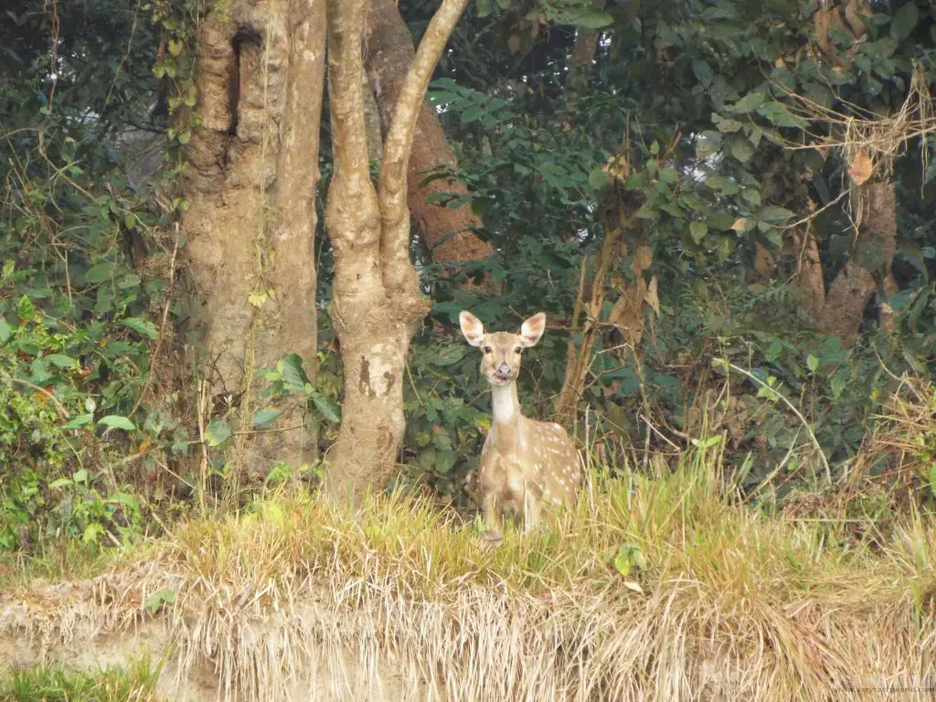 Chitwan National Park deer