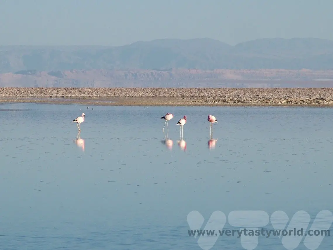 Atacama Salt Flats and flamingos