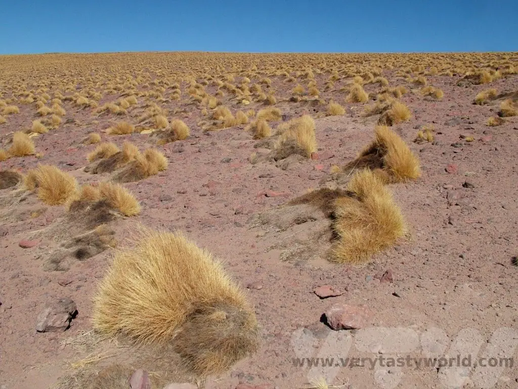 Atacama Desert Altiplano