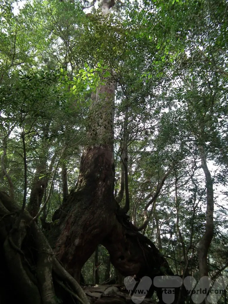 Shiratani Unsuikyo cedar tree