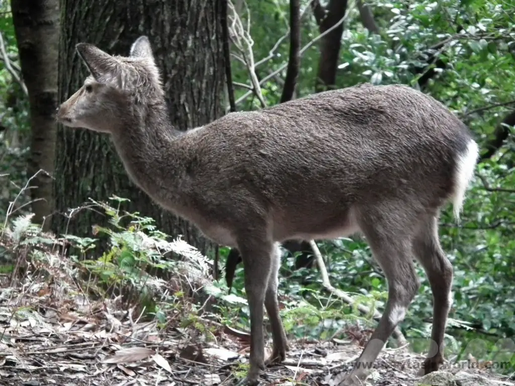 Yakushika deer