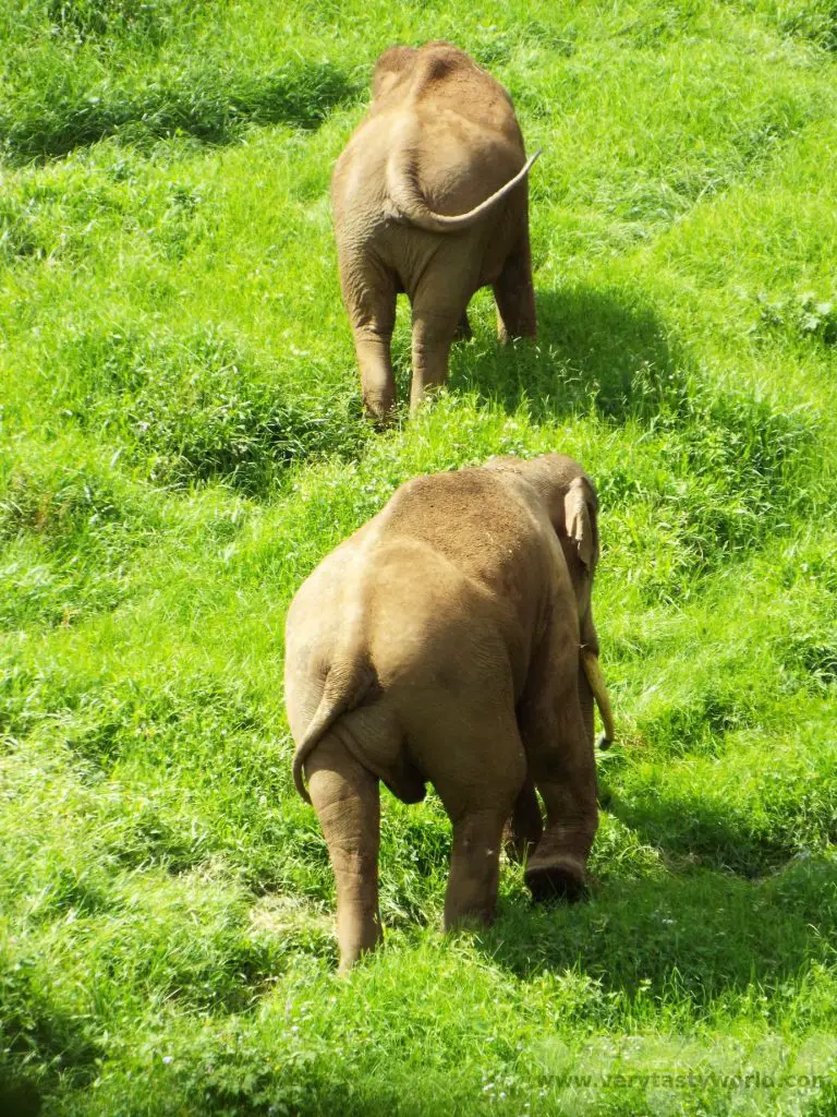 Munnary elephants