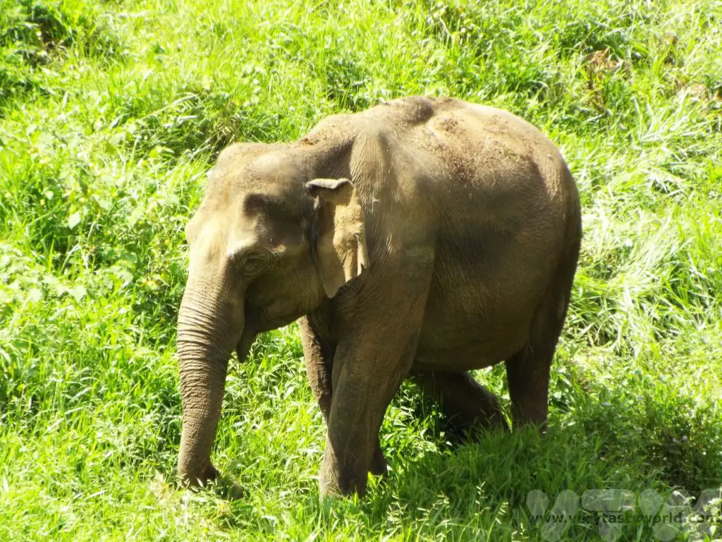 Places to Visit in Munnar Elephant