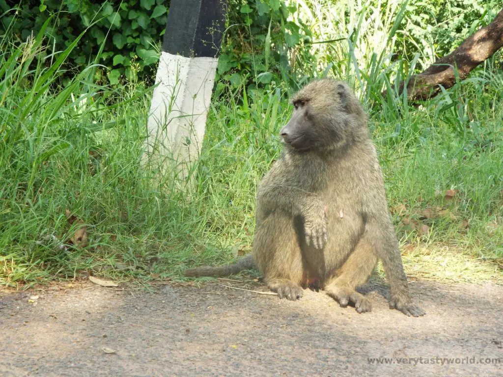 roadside baboon