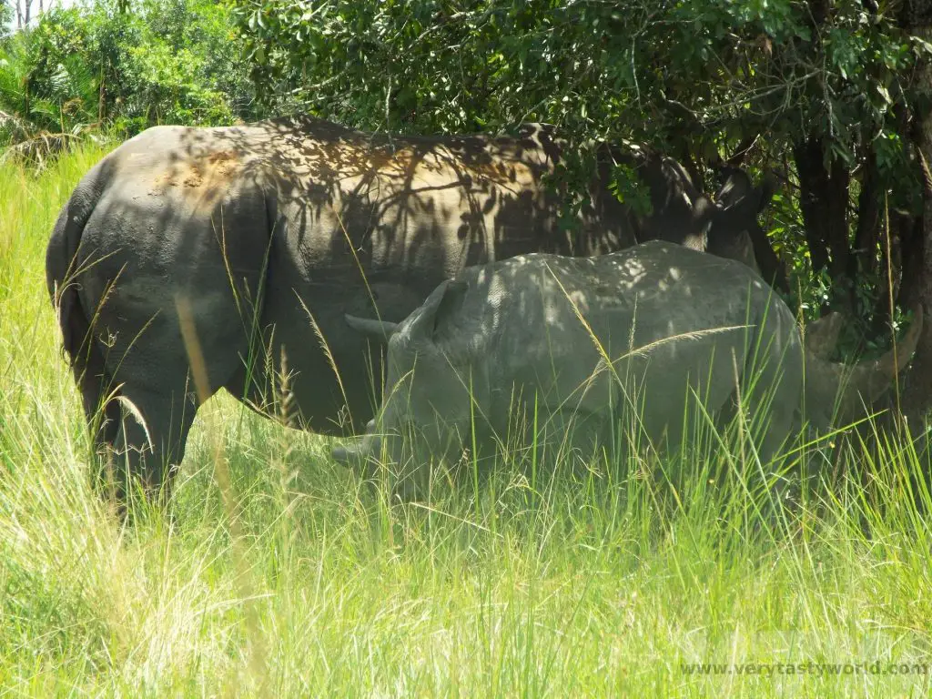 Ziwa rhino sanctuary