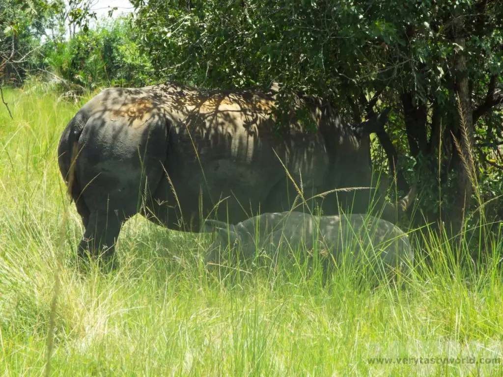 Ziwa rhino sanctuary