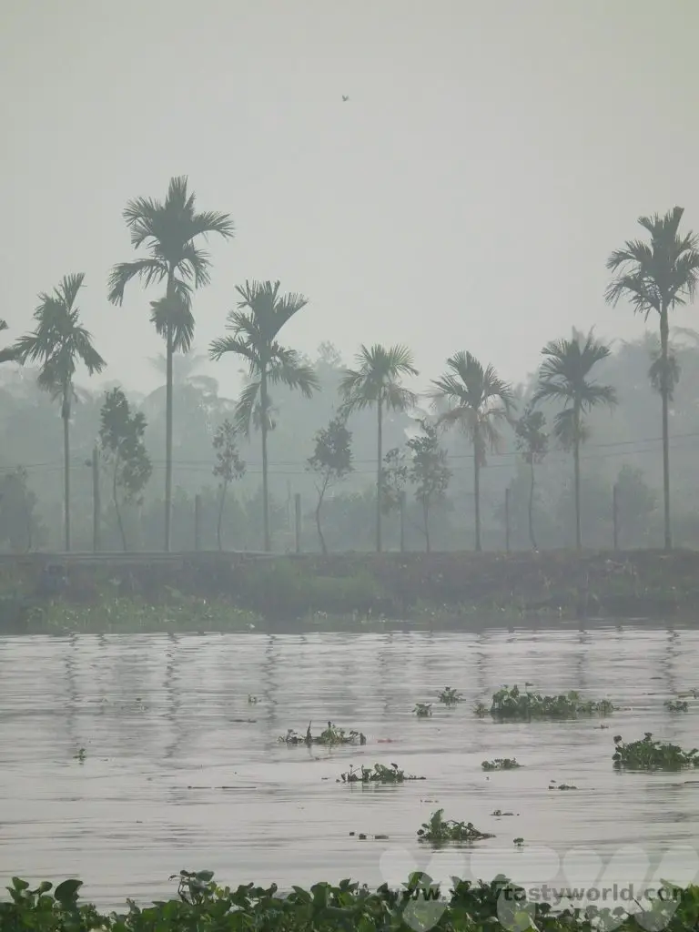 Palm trees on the mekongMekong Delta river cruise