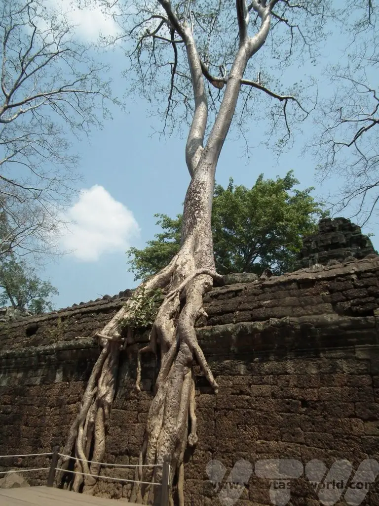 Visit Angkor Wat Ta Prohm