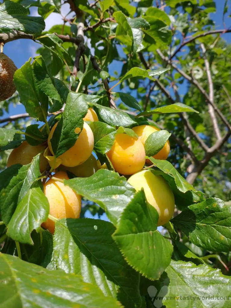 Warwickshire Drooper plums