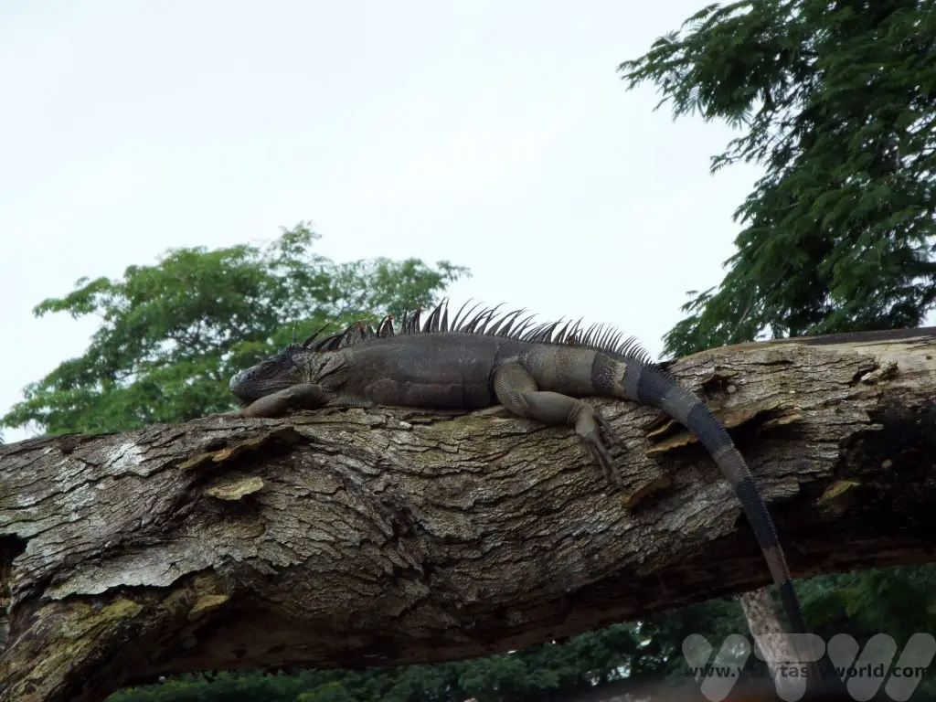 Costa Rica iguana in tree