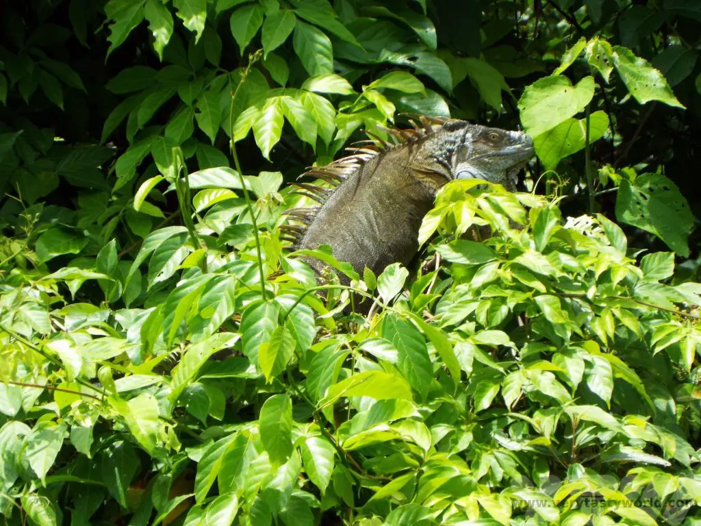 iguana in tree cano negro