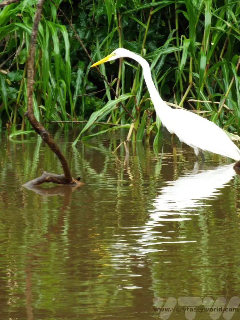 egret cano negro costa rica wildlife sanctuary