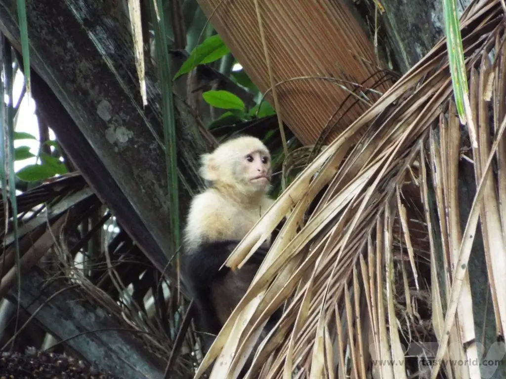 White faced monkey Costa Rica