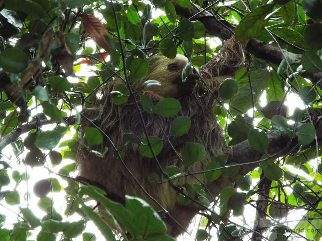 Costa Rica Two Toed Sloth