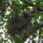 Costa Rica Two Toed Sloth