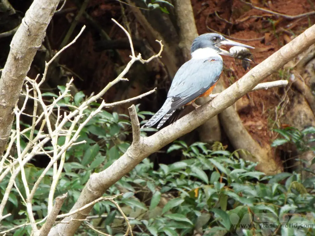 Costa Rica wildlife sanctuary Cano Negro