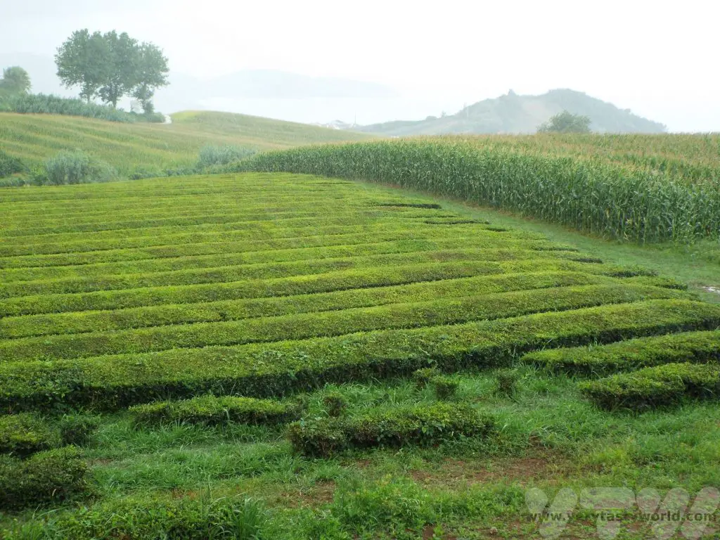 Foodie Azores tea plantation