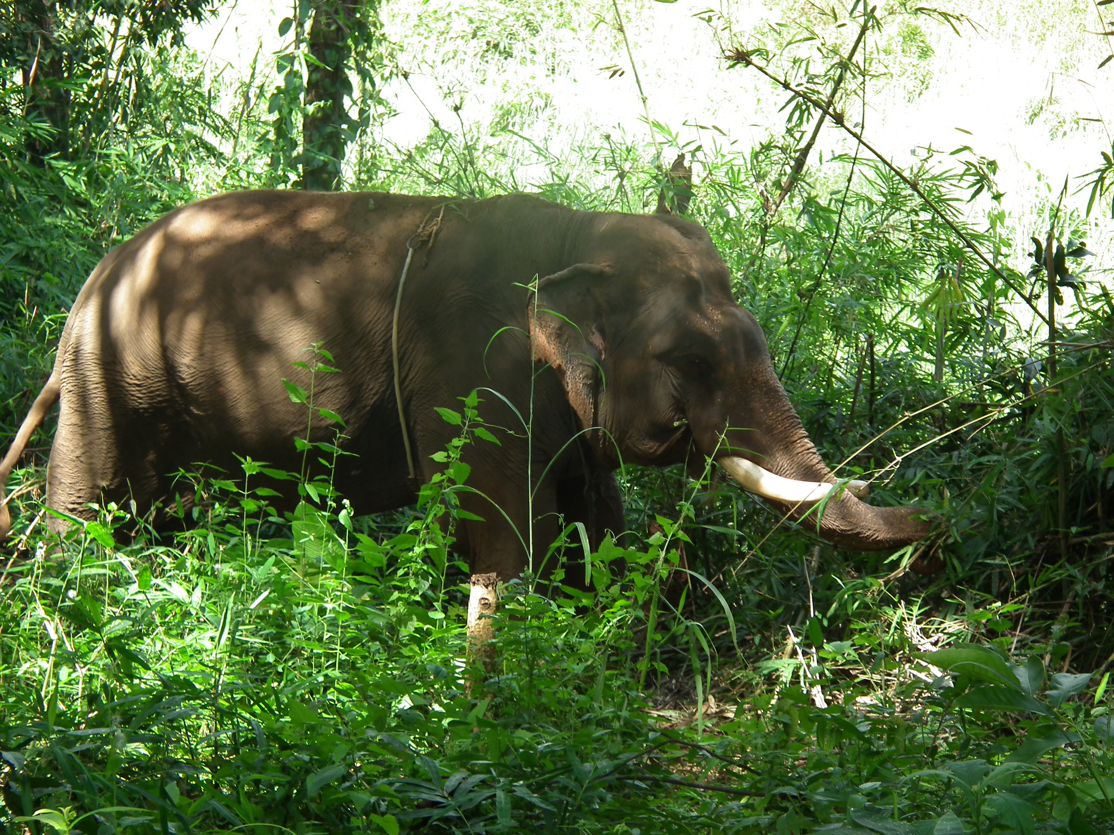 Thai elephant sanctuary