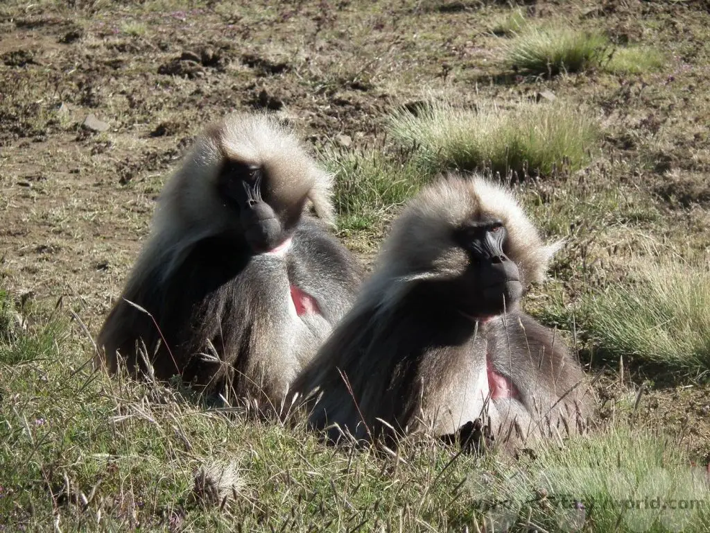 Ethiopia gelada monkeys