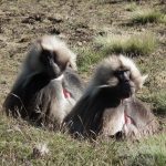 Ethiopia gelada monkeys