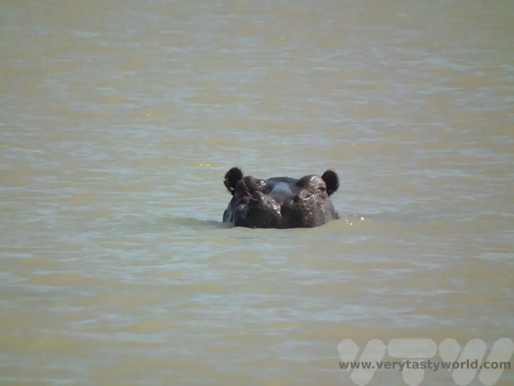 Ethiopia tourist attractions hippo